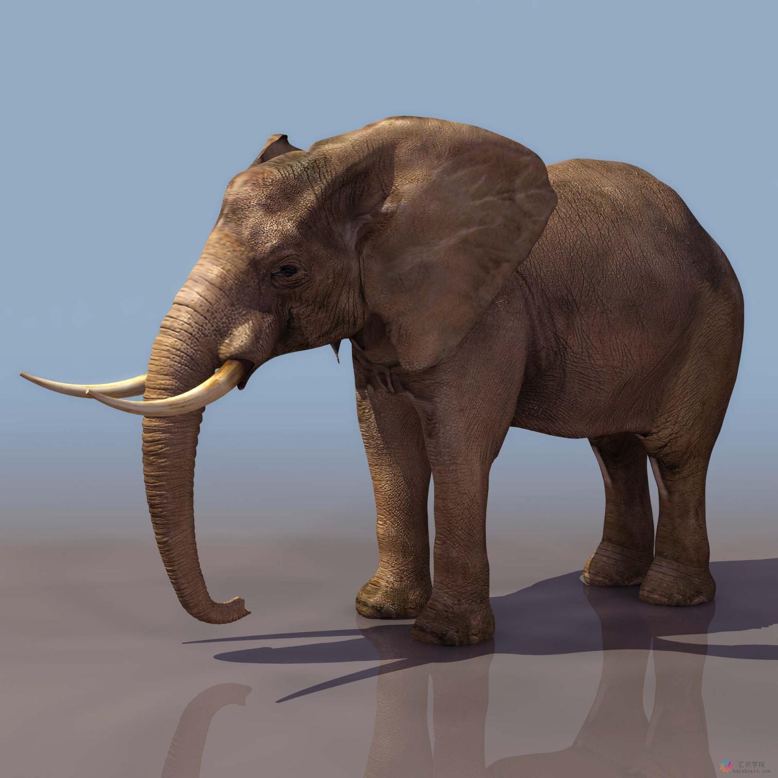 ELEPHA01.jpg