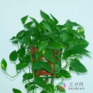 网络植物.jpg